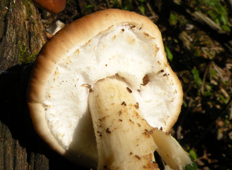 Pensavo fosse un Boletus...